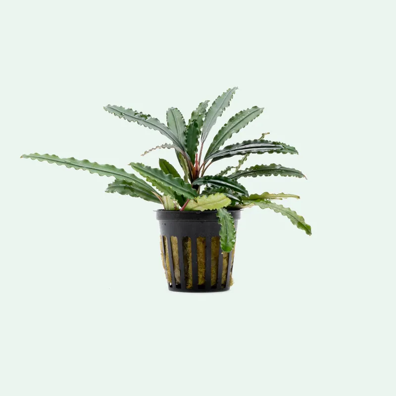 Bucephalandra Green Godzilla