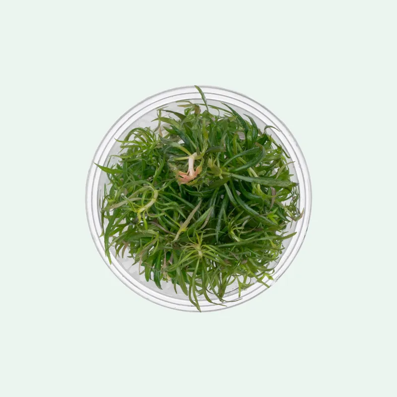 Pogostemon Stellatus Dassen Tissue Culture - ACW