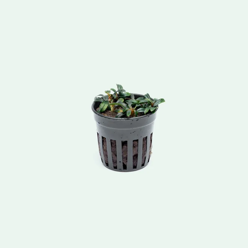Bucephalandra Boyan Mini Narrow - CPA