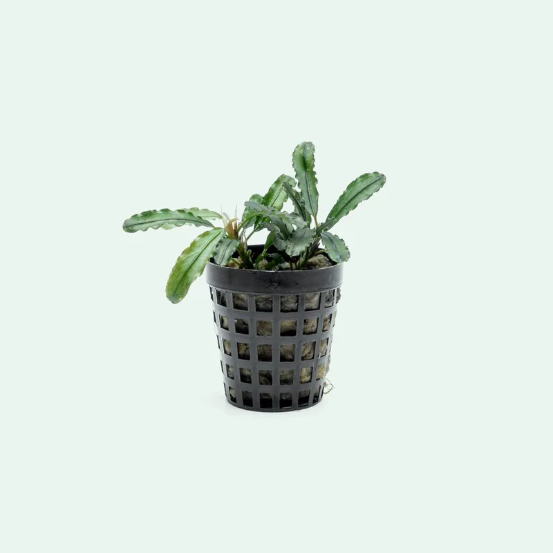 Bucephalandra Theia Green - SI