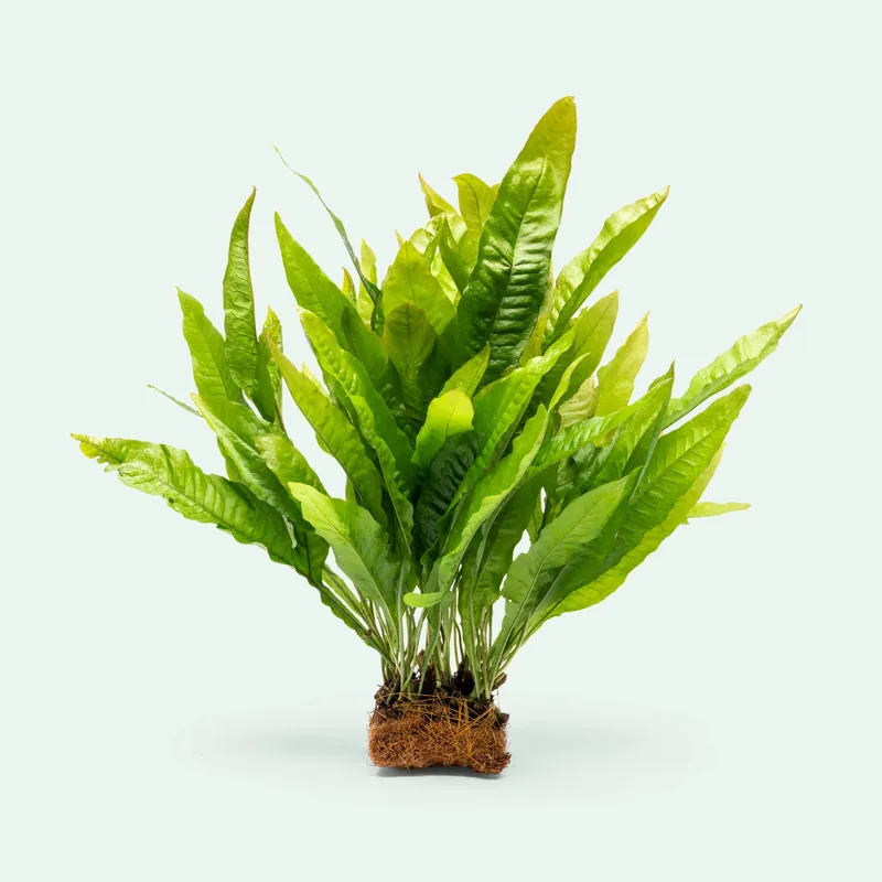 Microsorum Pteropus Mat - ACW