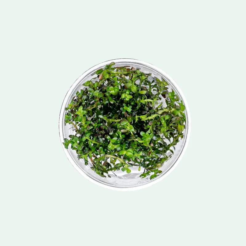 Rotala Colorata Tissue Culture - CPA