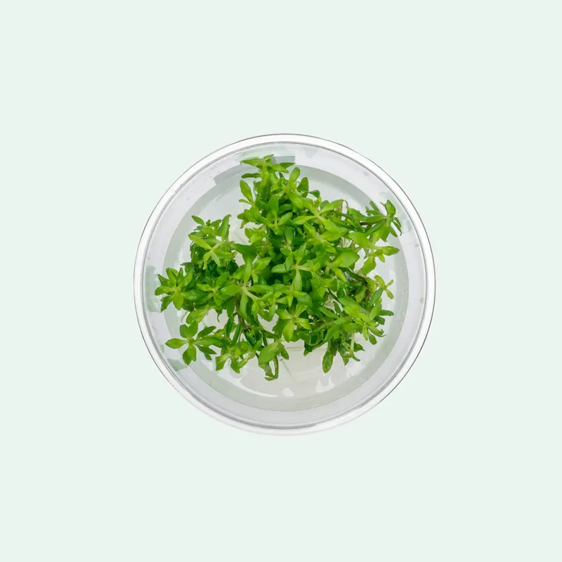 Limnophila Vietnam Tissue Culture - ACW