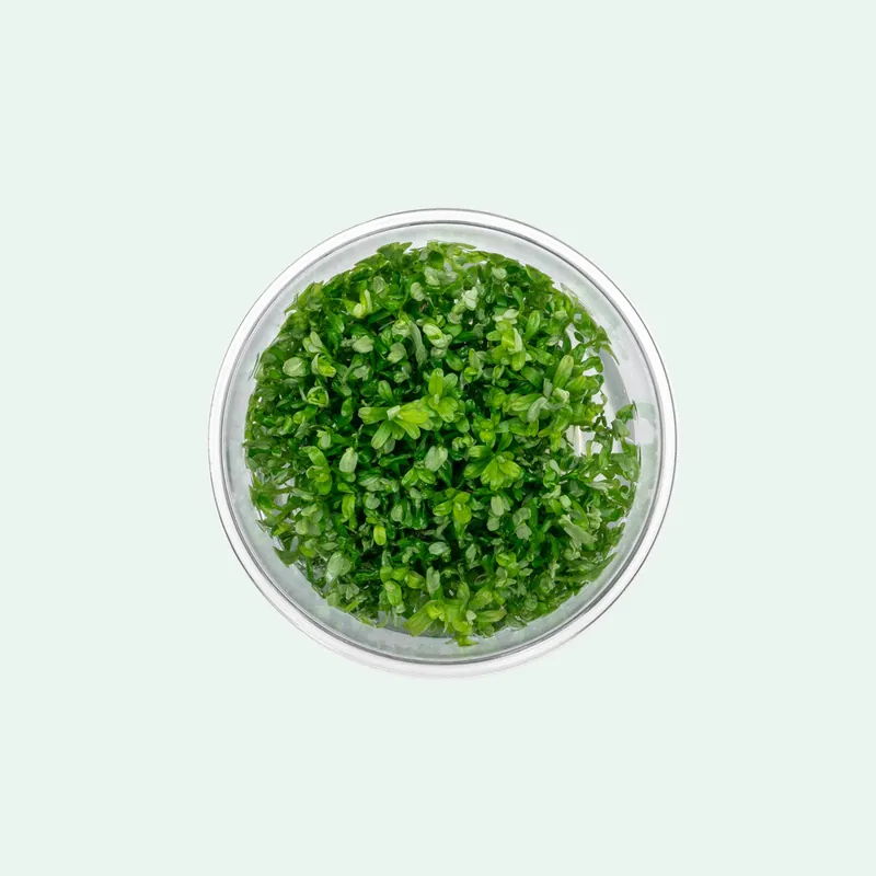 Rotala Rotundifolia Tissue Culture - ACW