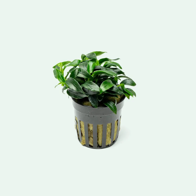 Anubias Jungle Star - CPA