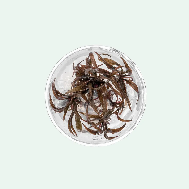 Cryptocoryne Spiralis Red Tissue Culture - ACW