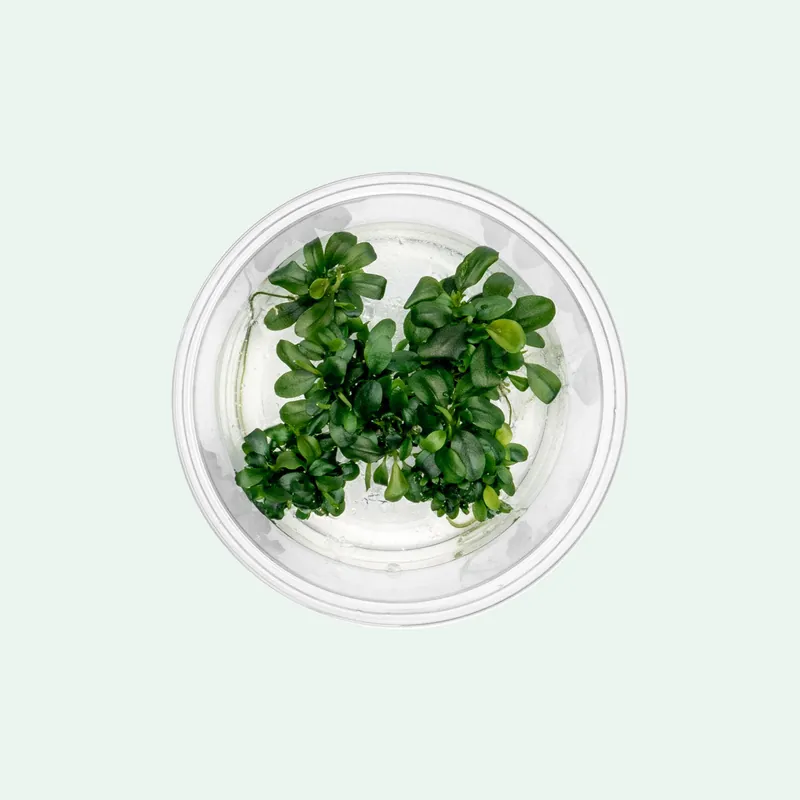 Bucephalandra Sintang Green Tissue Culture - ACW