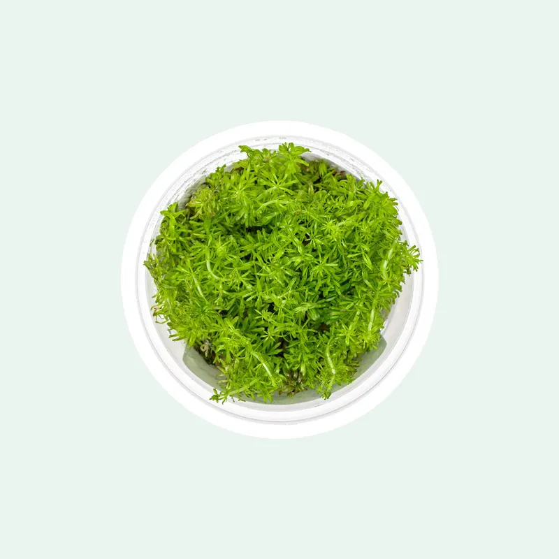 Rotala Vietnam Tissue Culture - Aquatic Farmer