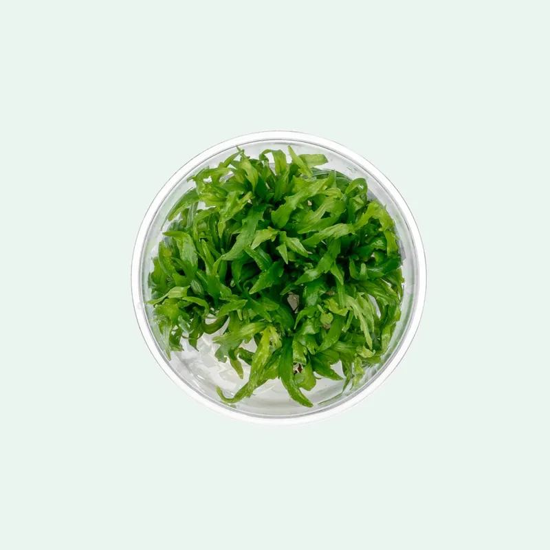 Hygrophila Odora Tissue Culture - ACW
