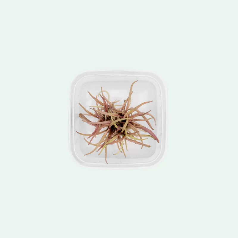 Cryptocoryne Pink Panther - ACW