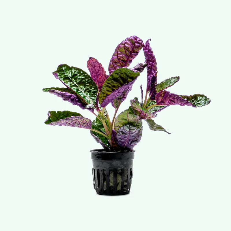 Hemigraphis Exotica - ACW
