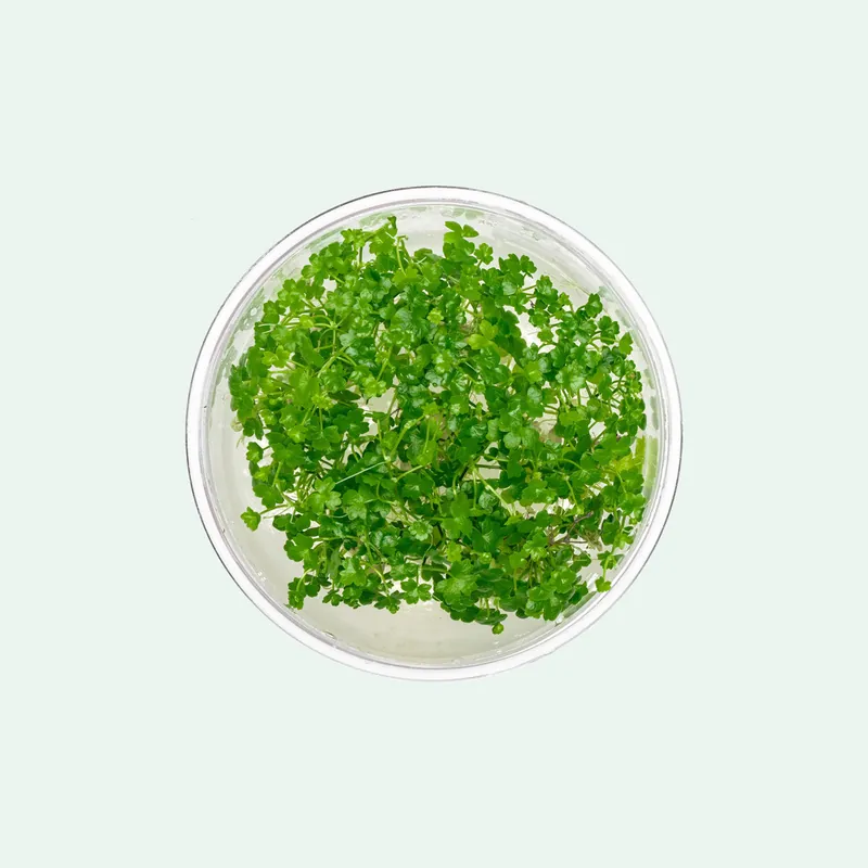 Hydrocotyle Tripartita Mini - Aquatic Farmer