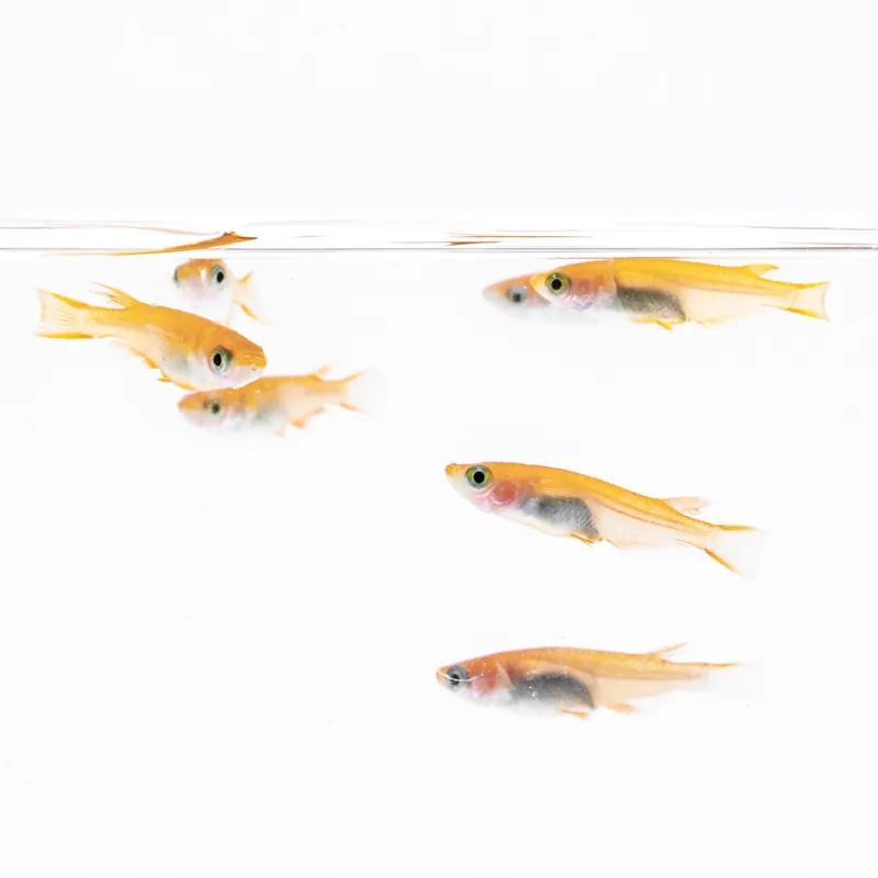 Yokihi Medaka Rice Fish - JA