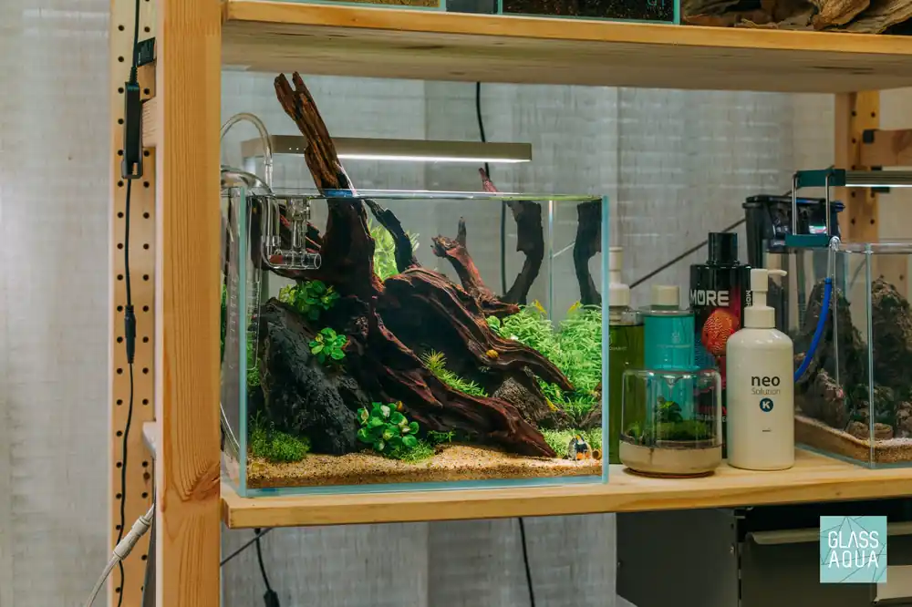 Horned Nerite Snail - JA