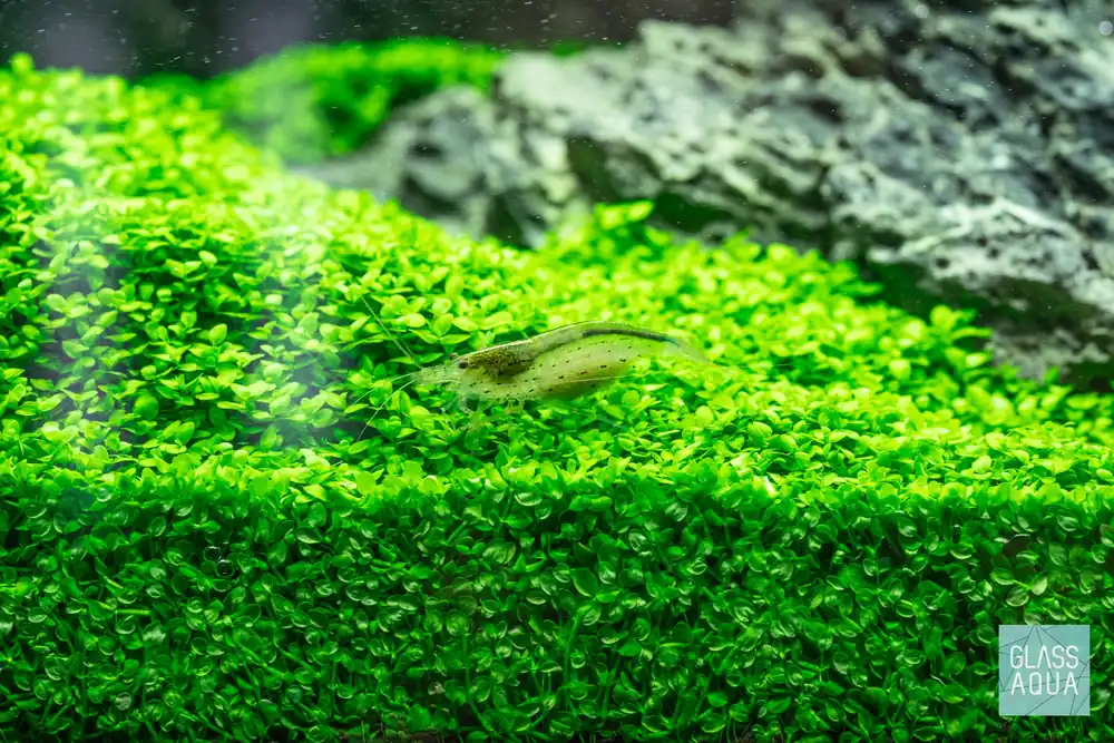 Amano Shrimp - JA