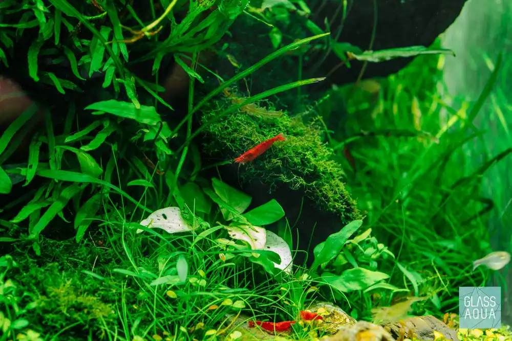 Fire Red Cherry Shrimp - JA
