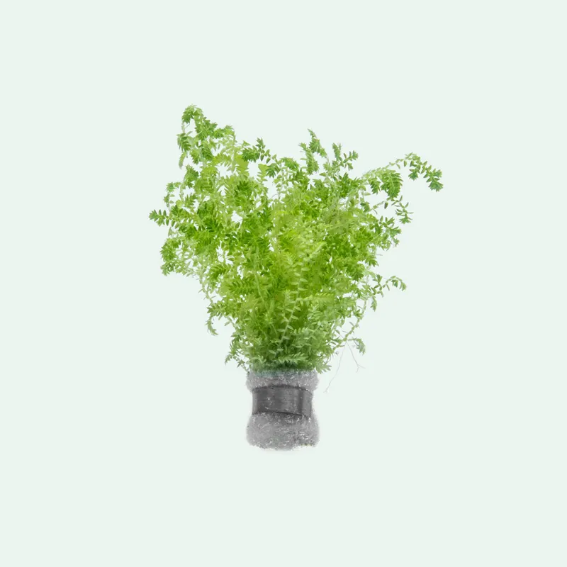 Selaginella Uncinata - SI