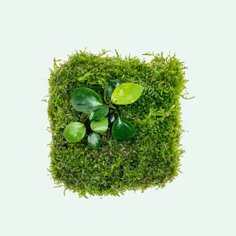 Foresta Mat - Anubias Nana & Christmas Moss