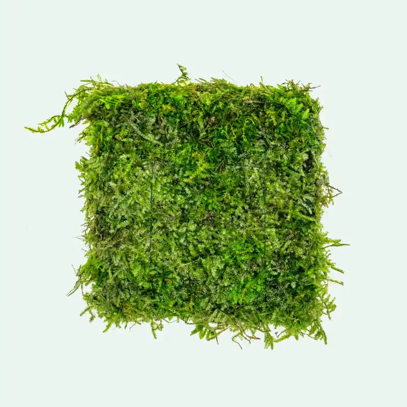 Foresta Mat - Christmas Moss