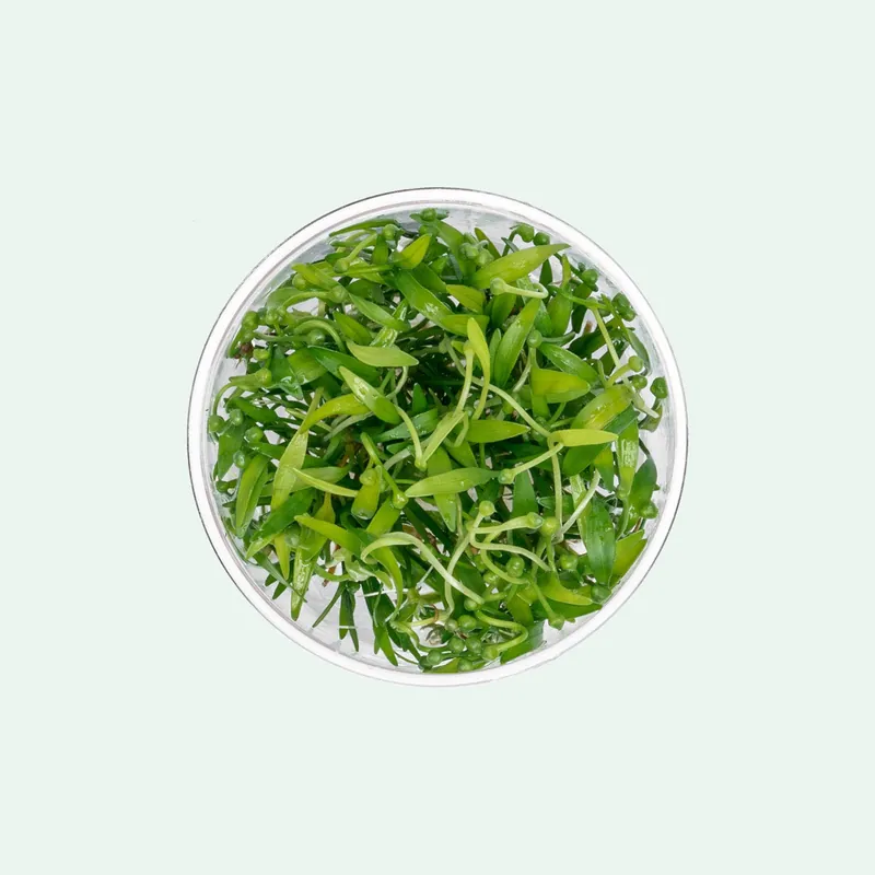 Helanthium Tenellus Broad Leaf - Glass Aqua