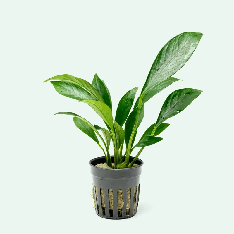 Anubias Congensis - ACW