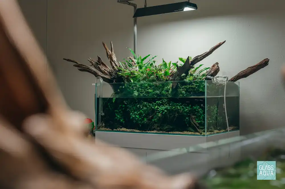 Assorted Anubias Bundle - ACW