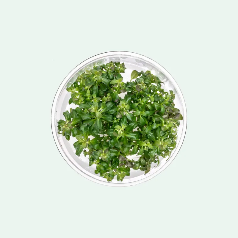 Ludwigia Peruensis Tissue Culture - ACW