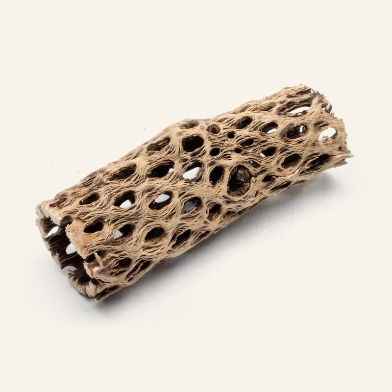 Cholla Wood - 6 Inch