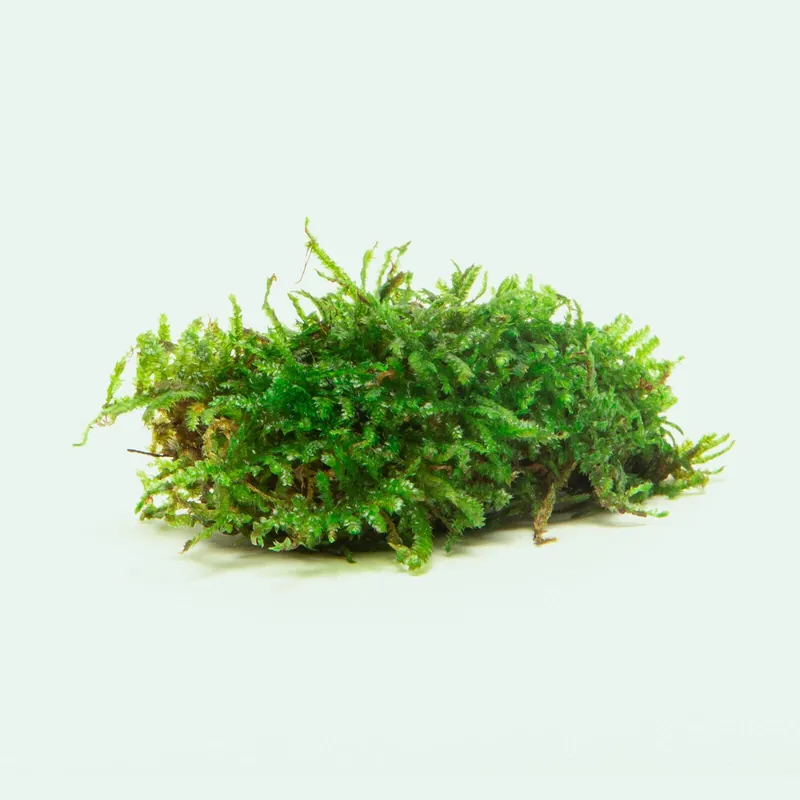 Christmas Moss Decor Block - WCA