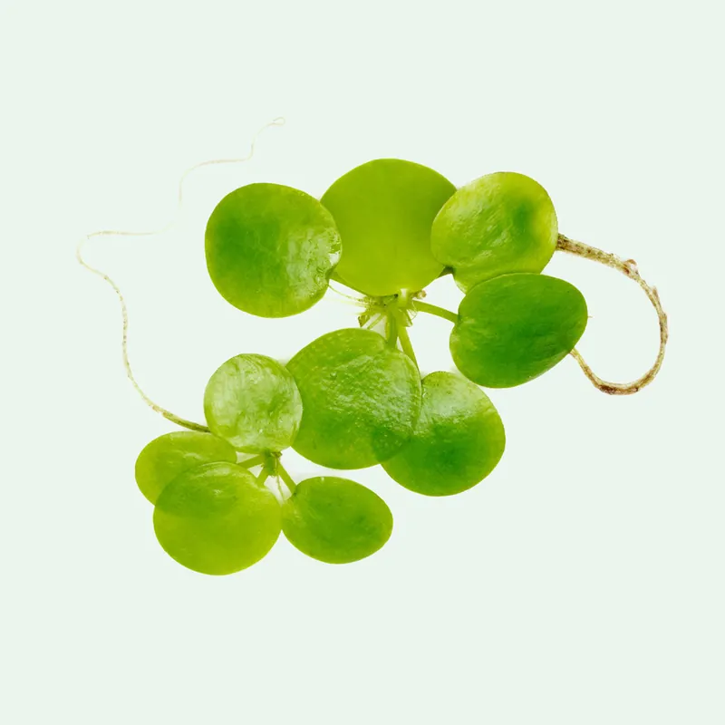 Limnobium Laevigatum - Amazon Frogbit