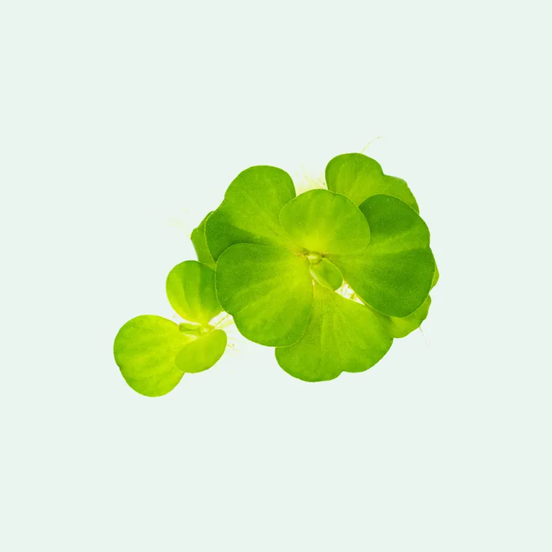 Assorted Floating Plant Bag - Glass Aqua