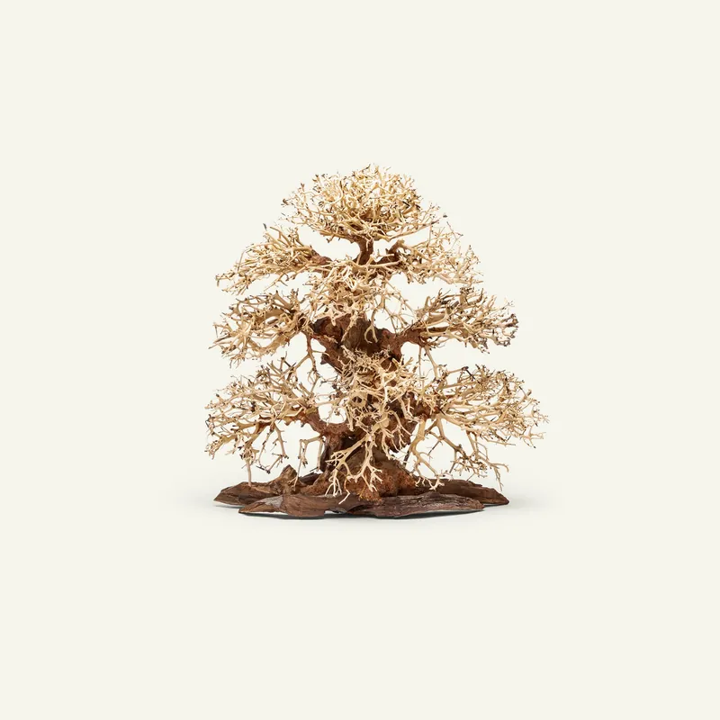 UNS Bonsai 002 - UNSHARDSCAPE