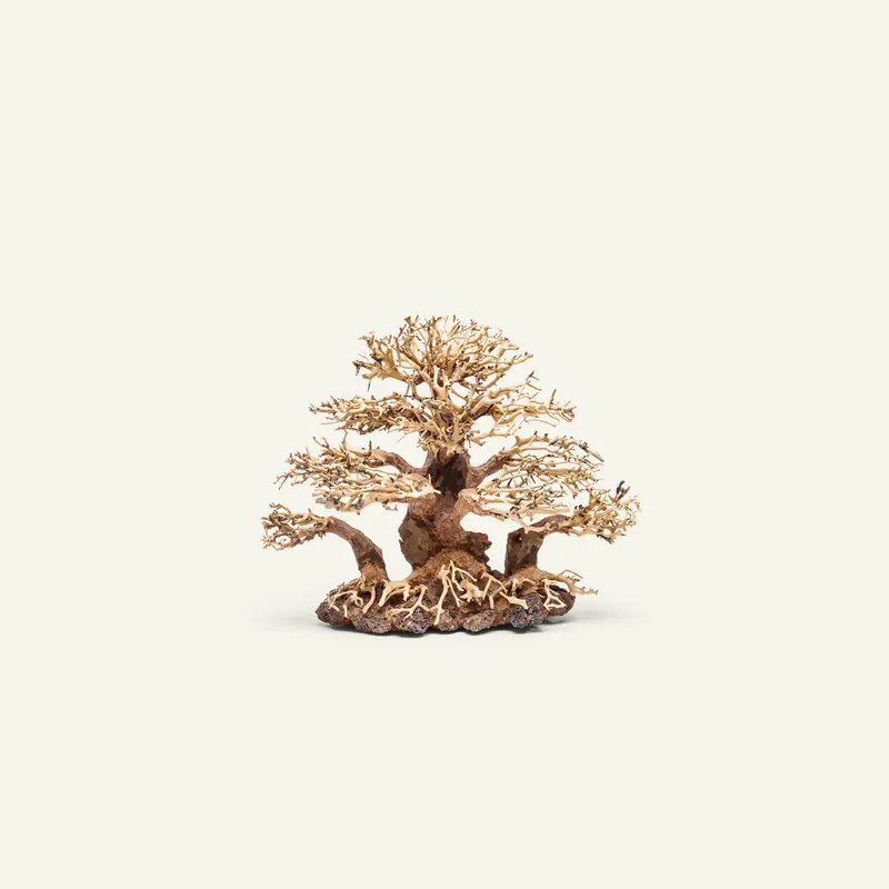 UNS Bonsai 004 - UNSHARDSCAPE