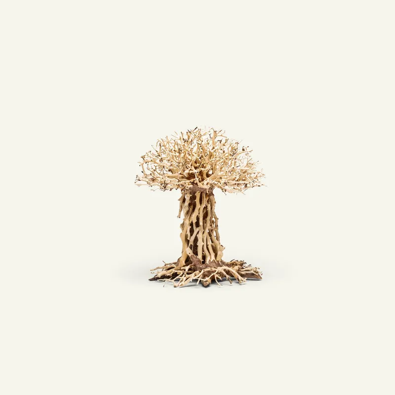 UNS Bonsai 007 - UNSHARDSCAPE