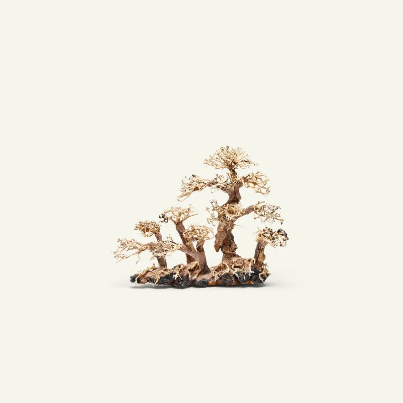 UNS Bonsai 008 - UNSHARDSCAPE