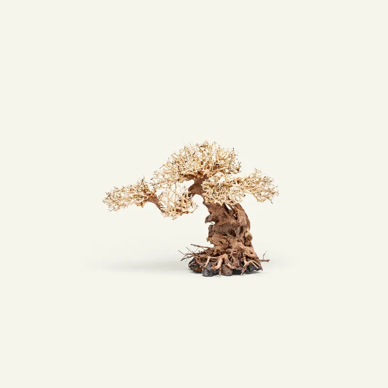 UNS Bonsai 012 - UNSHARDSCAPE