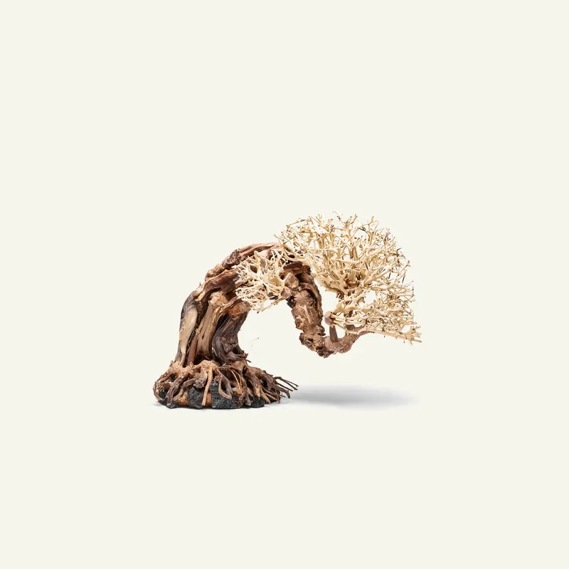 UNS Bonsai 013 - UNSHARDSCAPE