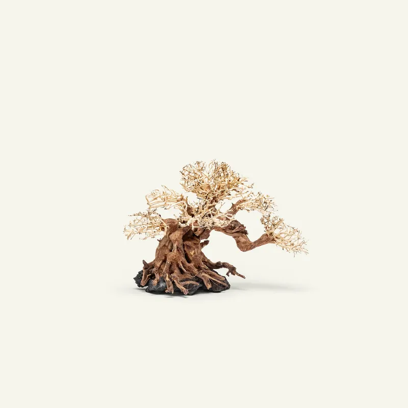 UNS Bonsai 014 - UNSHARDSCAPE