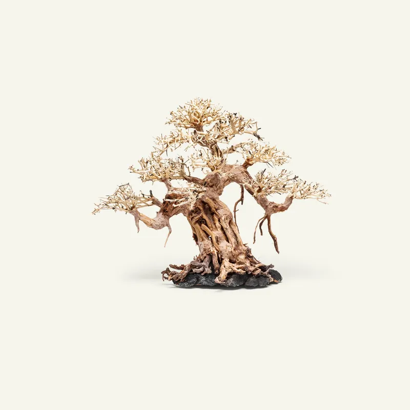 UNS Bonsai 015 - UNSHARDSCAPE