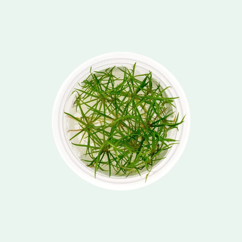Echinodorus Tenellus Micro Tissue Culture - Aquatic Farmer