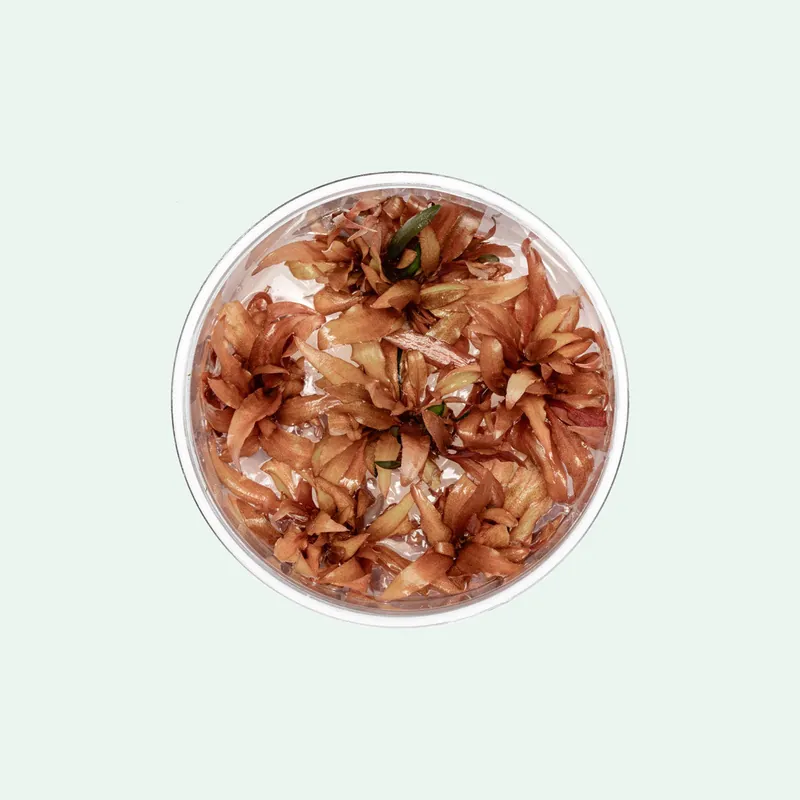 Cryptocoryne Wendtii Sindoor Tissue Culture - ACW