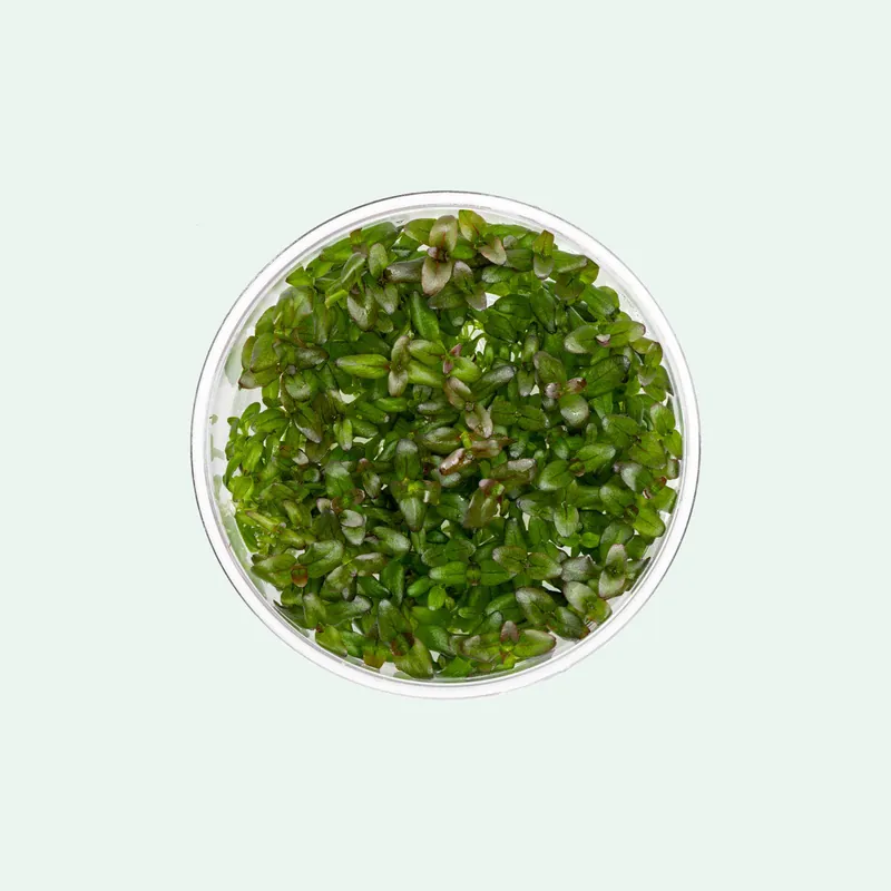 Bacopa Salzmannii Purple - ACW