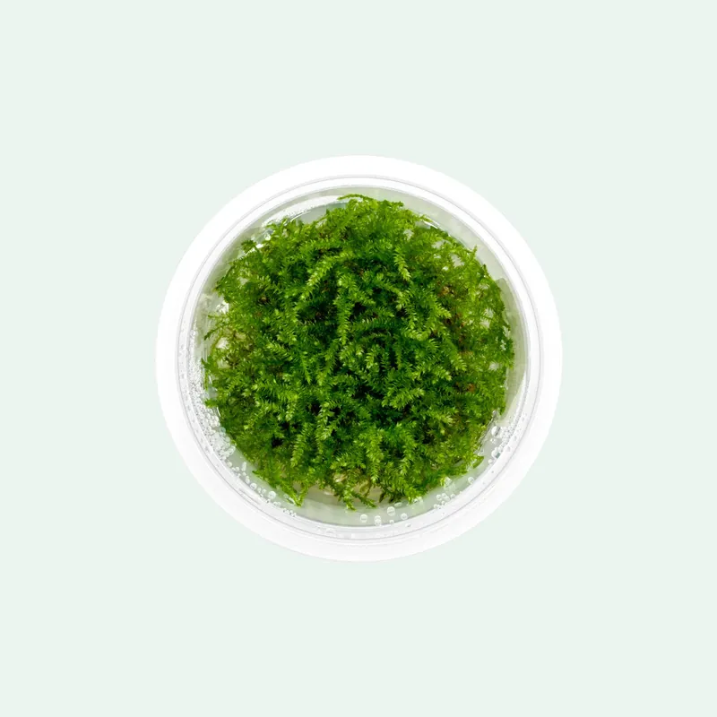 Christmas Moss Tissue Culture - SI