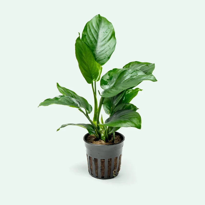 Anubias Barteri Broad Leaf - WCA