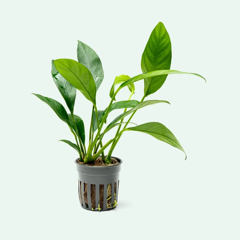 Anubias Glabra - CPA
