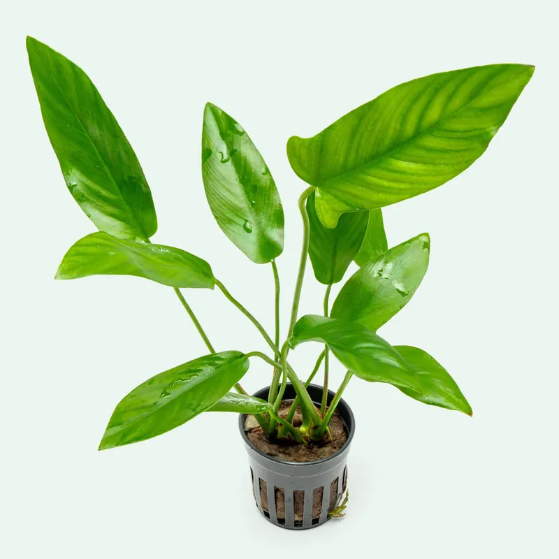 Anubias Hastifolia - CPA