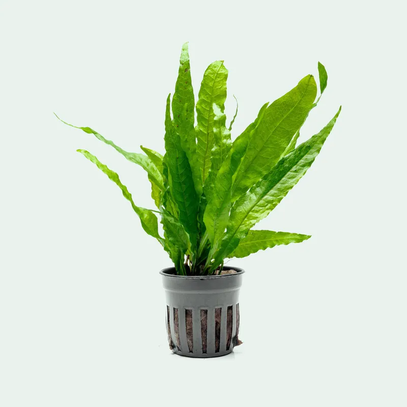 Microsorum Pteropus Philippine - CPA