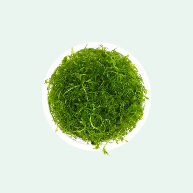 Hottonia Palustris Tissue Culture - Aquatic Farmer