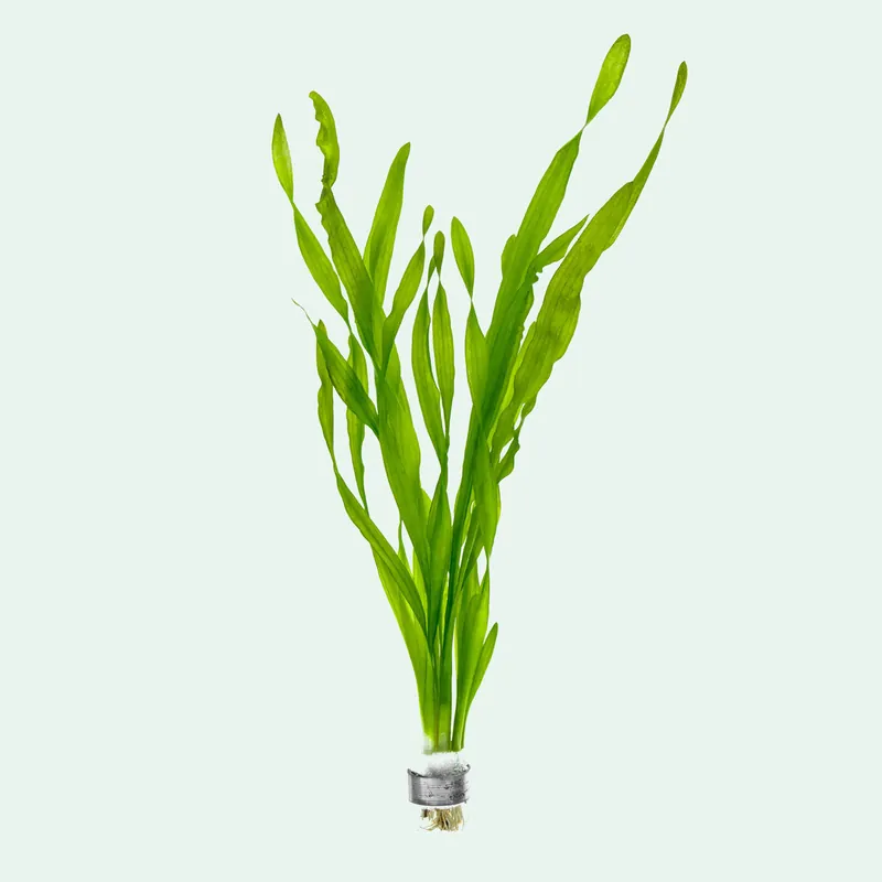 Vallisneria Americana - ACW