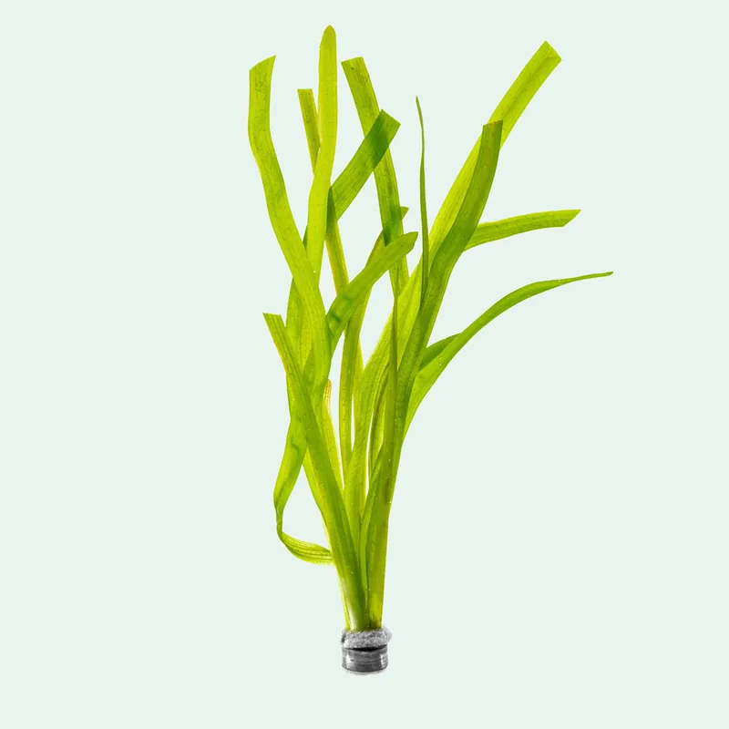 Vallisneria Gigantea Rubra - ACW